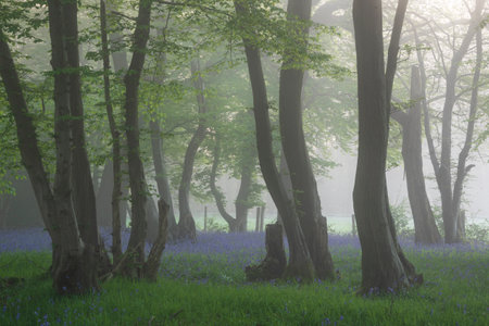 Beautiful Spring bluebell forest with light layer of fog giving calm peaceful feeling in English countrysideの写真素材