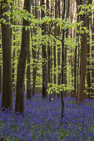 Beautiful Spring bluebell forest giving calm peaceful feeling in English countrysideの写真素材