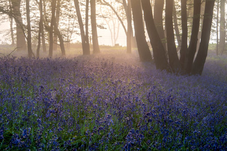 Beautiful Spring bluebell forest with light layer of fog giving calm peaceful feeling in English countrysideの写真素材