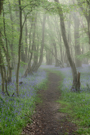 Beautiful Spring bluebell forest with light layer of fog giving calm peaceful feeling in English countrysideの写真素材
