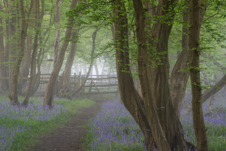 Beautiful Spring bluebell forest with light layer of fog giving calm peaceful feeling in English countrysideの写真素材