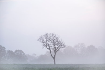 Beautiful foggy sunrise in English countryside with soft pastel sky and calm feelingの写真素材