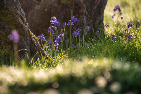 Beautiful Spring bluebell forest giving calm peaceful feeling in English countrysideの写真素材
