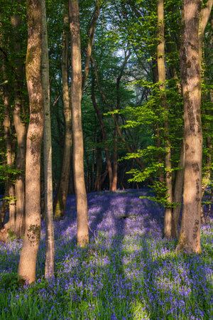 Beautiful Spring bluebell forest giving calm peaceful feeling in English countrysideの写真素材
