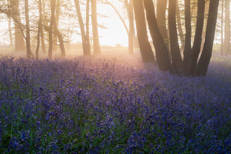 Beautiful Spring bluebell forest with light layer of fog giving calm peaceful feeling in English countrysideの写真素材