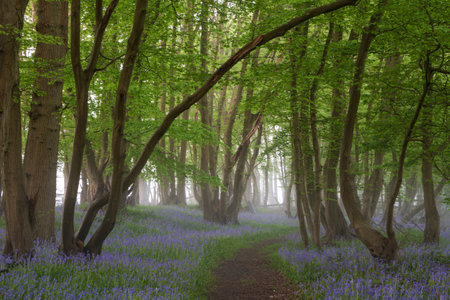 Beautiful Spring bluebell forest with light layer of fog giving calm peaceful feeling in English countrysideの写真素材