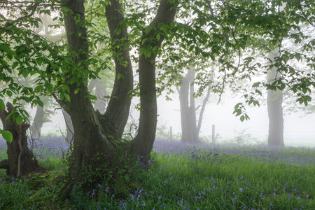 Beautiful Spring bluebell forest with light layer of fog giving calm peaceful feeling in English countrysideの写真素材