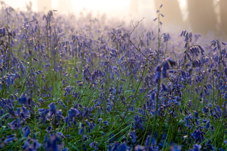 Beautiful Spring bluebell forest with light layer of fog giving calm peaceful feeling in English countrysideの写真素材
