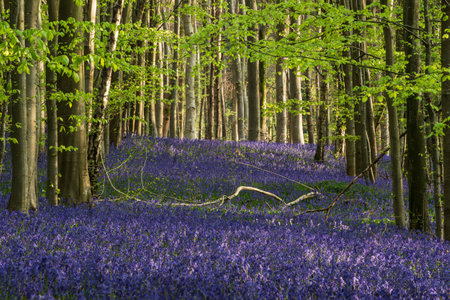 Beautiful Spring bluebell forest giving calm peaceful feeling in English countrysideの写真素材