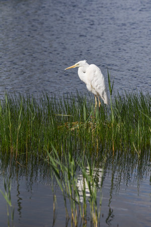 Beautiful Great White Egret bird in reed bed on lake in Spring sunshineの写真素材