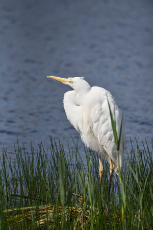 Beautiful Great White Egret bird in reed bed on lake in Spring sunshineの写真素材