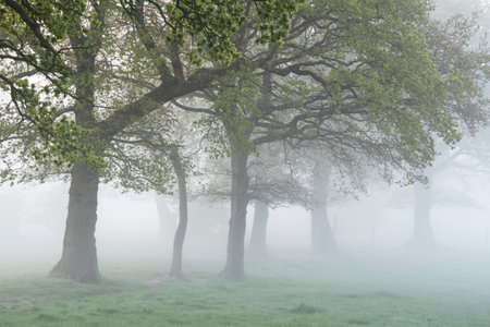 Beautiful foggy sunrise in English countryside with soft pastel sky and calm feelingの写真素材
