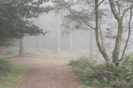 Beautiful foggy forest late Summer landscape image with glowing mist in distance among lovely dense woodlandの写真素材