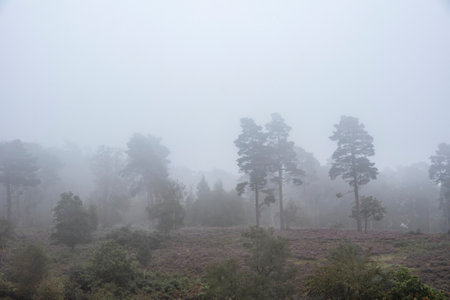 Beautiful foggy forest late Summer landscape image with glowing mist in distance among lovely dense woodlandの写真素材