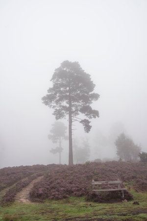 Beautiful foggy forest late Summer landscape image with glowing mist in distance among lovely dense woodlandの写真素材