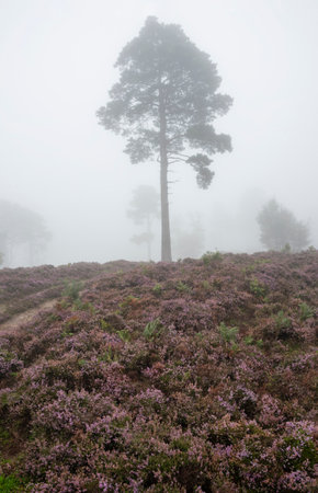 Beautiful foggy forest late Summer landscape image with glowing mist in distance among lovely dense woodlandの写真素材
