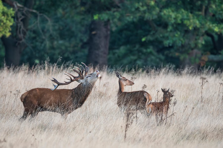 Beautiful photo of Red Deer Cervus Elaphus in Autumn sunrise landscape with golden sun glow during rutting seasonの写真素材