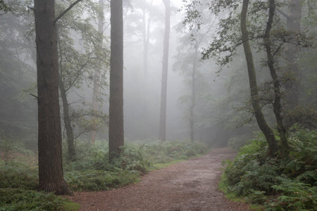 Beautiful foggy forest late Summer landscape image with glowing mist in distance among lovely dense woodlandの写真素材