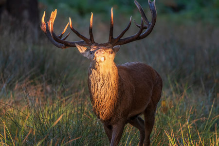 Beautiful photo of Red Deer Cervus Elaphus in Autumn sunrise landscape with golden sun glow during rutting seasonの写真素材