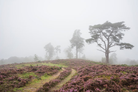 Beautiful foggy forest late Summer landscape image with glowing mist in distance among lovely dense woodlandの写真素材