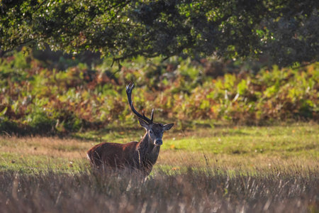 Beautiful photo of Red Deer Cervus Elaphus with one antler in Autumn sunrise landscape with golden sun glow during rutting seasonの写真素材