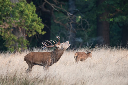 Beautiful photo of Red Deer Cervus Elaphus in Autumn sunrise landscape with golden sun glow during rutting seasonの写真素材