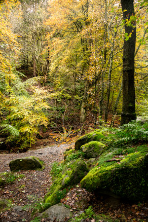 Stunning Autumn landscape image of woodland and golden leaves and river running through deep valley belowの写真素材