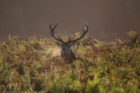 Beautiful photo of Red Deer Cervus Elaphus in Autumn sunrise landscape with golden sun glow during rutting seasonの写真素材
