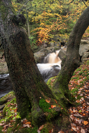 Stunning Autumn landscape image of woodland and golden leaves and river running through deep valley belowの写真素材