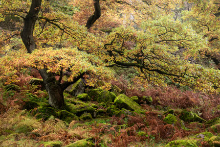 Stunning Autumn landscape image of woodland and golden leaves and river running through deep valley belowの写真素材