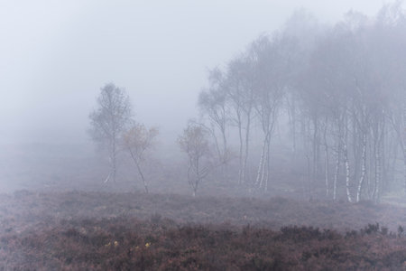 Beautiful foggy landscape image of trees on the edge of a draamtic forest in Peak Districtの写真素材