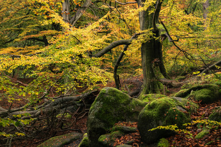 Stunning Autumn landscape image of woodland and golden leaves and river running through deep valley belowの写真素材