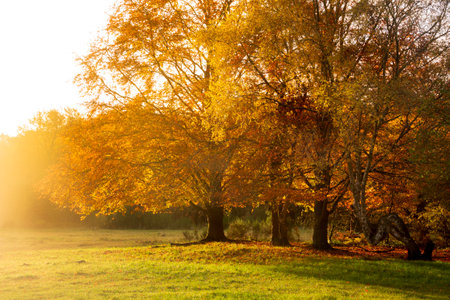 Beautiful Autumn Fall forest scene with colorful vibrant Autumnal colors in the treesの写真素材