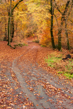 Beautiful Autumn Fall forest scene with colorful vibrant Autumnal colors in the treesの写真素材