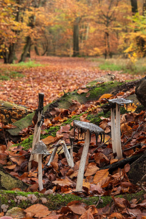 Beautiful Autumn Fall forest scene with colorful vibrant Autumnal colors in the trees and inky cap Coprinus Comatas mushroomsの写真素材