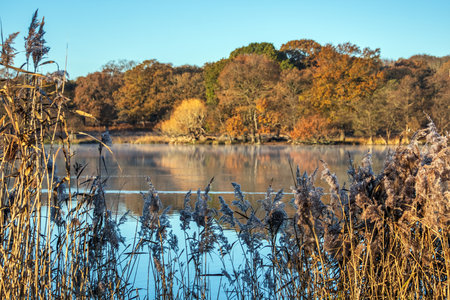 Beautiful Autumn Fall lakeside sunrise misty morning vibrant landscape imageの写真素材