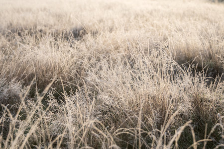 Beautiful intimate landscape image of golden backlit frosty grass during Autumn Fall sunriseの写真素材