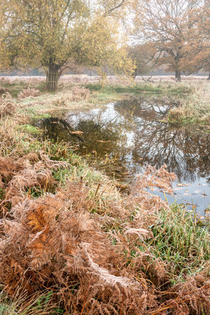 Beautiful intimate landscape image of golden backlit frosty grass during Autumn Fall sunriseの写真素材