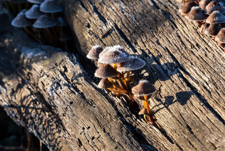 Wonderful close up of frosty Common Bonnet mushroom at sunrise in Autumn Fallの写真素材