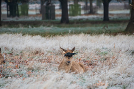 Beautiful landscape Autumn Fall image of Red Deer Cervus Elaphus at dawn in frosty forest settingの写真素材