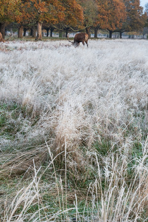 Beautiful landscape Autumn Fall image of Red Deer Cervus Elaphus at dawn in frosty forest settingの写真素材