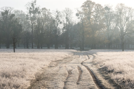 Beautiful intimate landscape image of golden backlit frosty grass during Autumn Fall sunriseの写真素材
