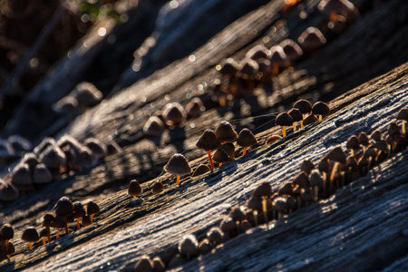 Wonderful close up of frosty Common Bonnet mushroom at sunrise in Autumn Fallの写真素材