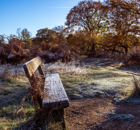 Beautiful Autumn Fall landscape image of frosty park bench in English countrtyside at dawnの写真素材
