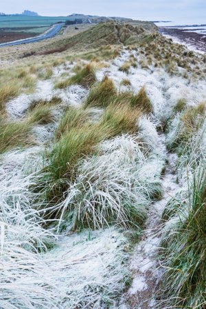Beautiful Winter landscape of rare frozen frosty grass on sand dunes on Northumberland beach in Englandの写真素材