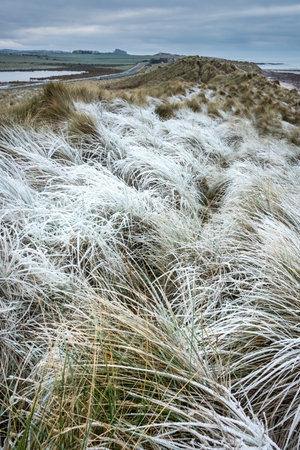 Beautiful Winter landscape of rare frozen frosty grass on sand dunes on Northumberland beach in Englandの写真素材