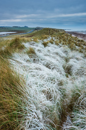 Beautiful Winter landscape of rare frozen frosty grass on sand dunes on Northumberland beach in Englandの写真素材