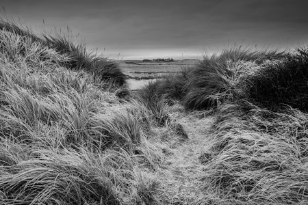 Beautiful  black and white Winter landscape of rare frozen frosty grass on sand dunes on Northumberland beach in Englandの写真素材