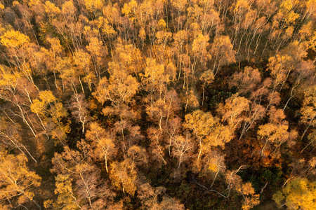 Beautiful aerial drone landscape image of Autumn Fall forest in misty morning in Peak District during peak colourの写真素材