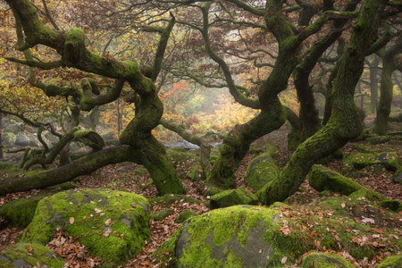 Stunning dramatic Autumn Fall landscape during misty morning in Padley Gorge in Peak Districtの写真素材